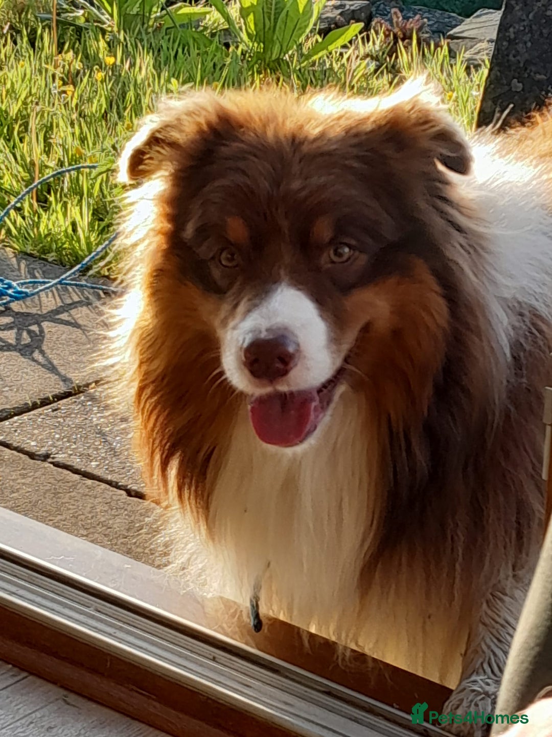Mixed Breed dogs for sale: Border Collie x Australian Shepherd - Image 12