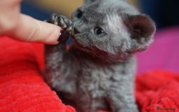 Devon Rex cats for sale: 💙 Devon Rex Female Kitten Available 💙 - Image 24