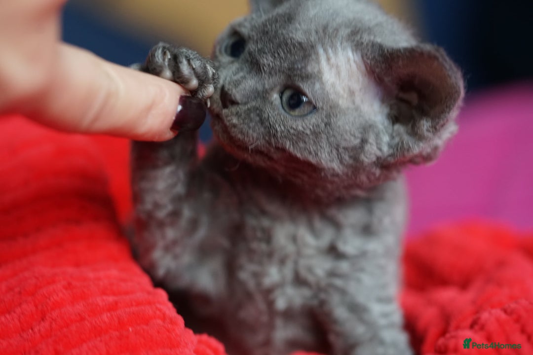 Devon Rex cats for sale: 💙 Devon Rex Female Kitten Available 💙 - Image 24