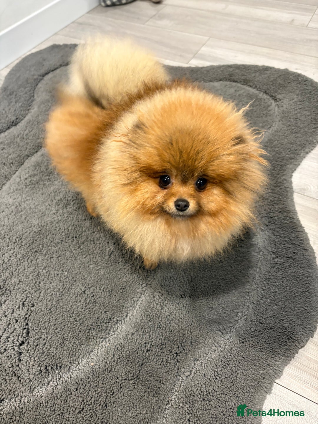 Pomeranian dogs for sale: Beautiful Pomeranian Girl for sale.  - Advert 1