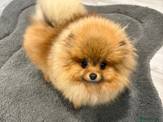 Pomeranian dogs Beautiful Pomeranian Girl for sale. - Advert 4