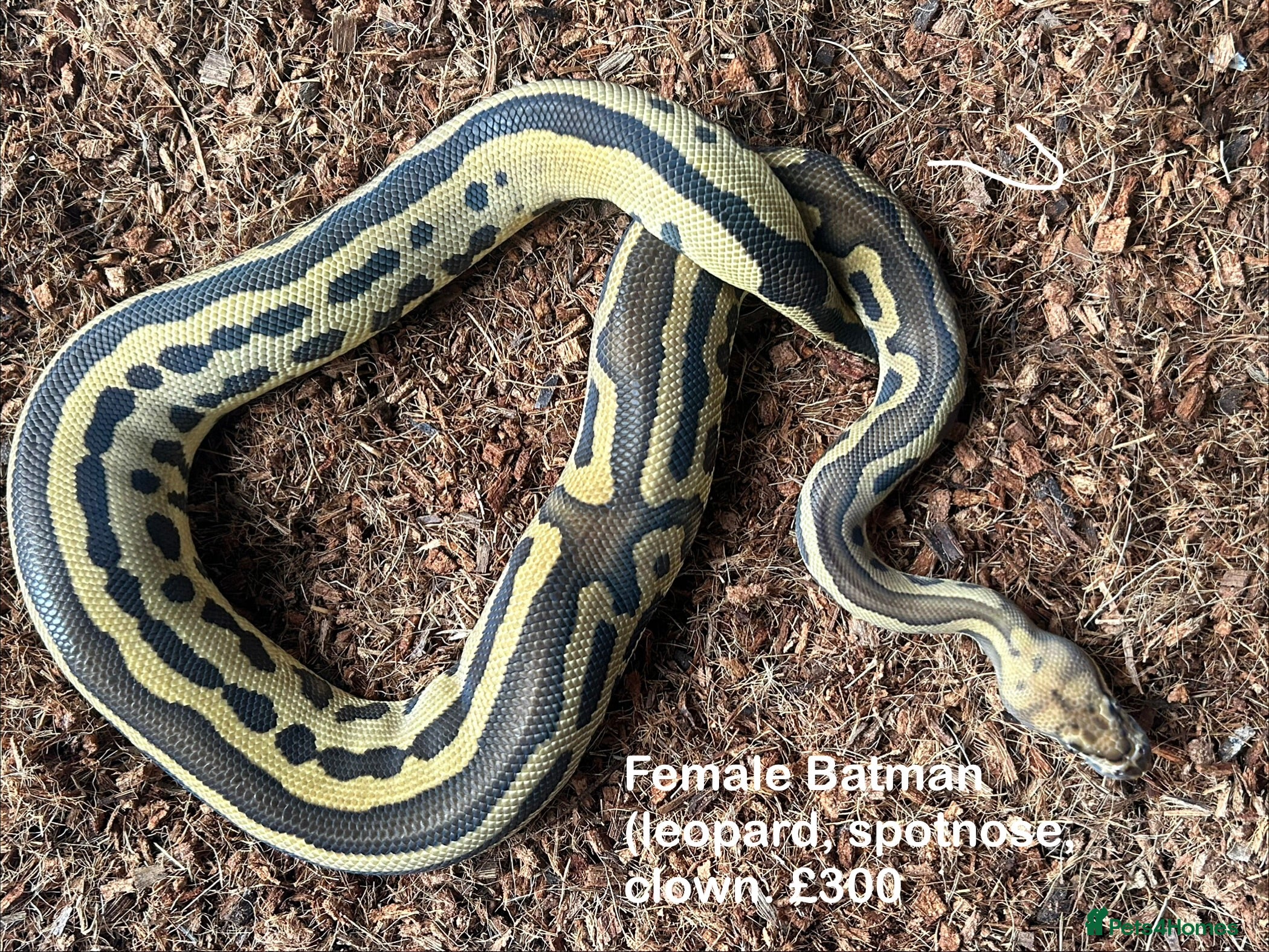 Python Snake reptiles Royal Pythons Various Ones Available  - Advert 5