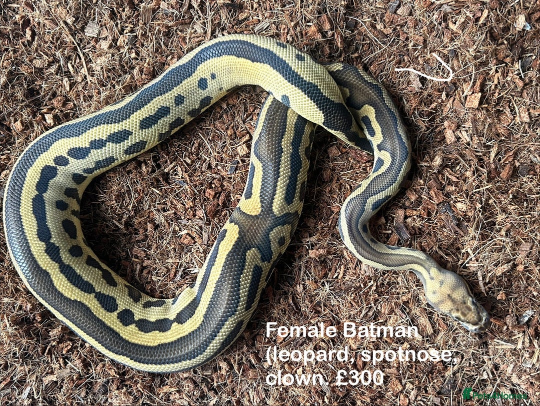 Python Snake reptiles for sale: Royal Pythons Various Ones Available  - Advert 1