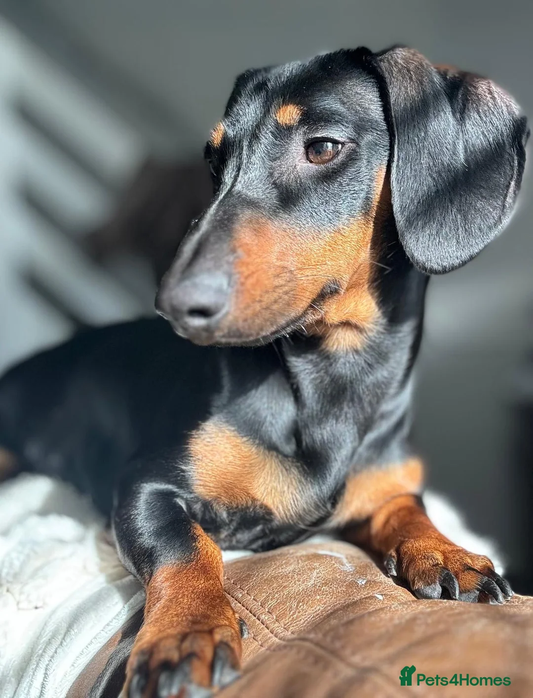 Dachshund dogs for sale: Dash hound puppies - Advert 2