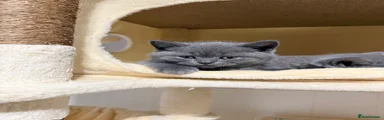 British Shorthair Girl 1
