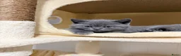 British Shorthair cats for sale: Beautiful British Shorthair Kittens - Advert 14