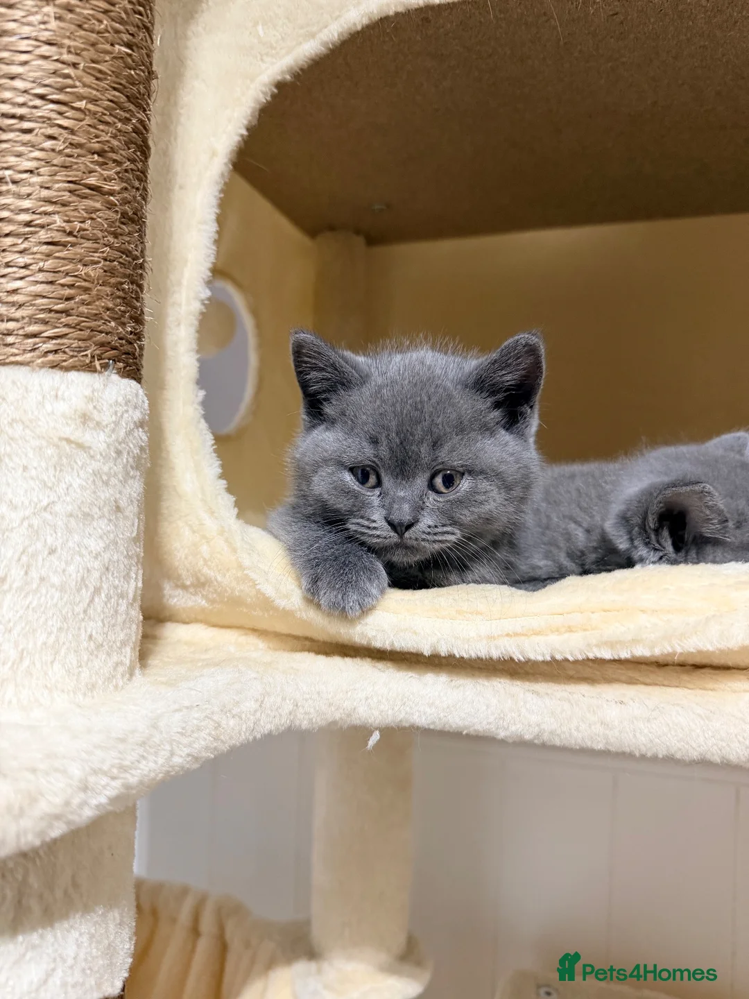 British Shorthair cats for sale: Beautiful British Shorthair Kittens - Advert 14