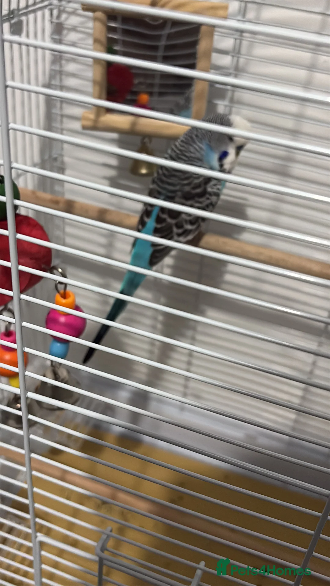 Budgerigars birds for sale: Male budgie 9months  in Newport - Advert 2