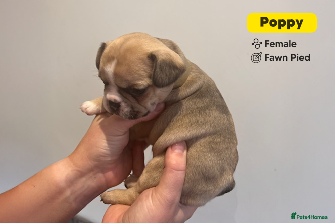 French Bulldog dogs for sale: Stunning KC Registered French Bulldog Puppies - Advert 4