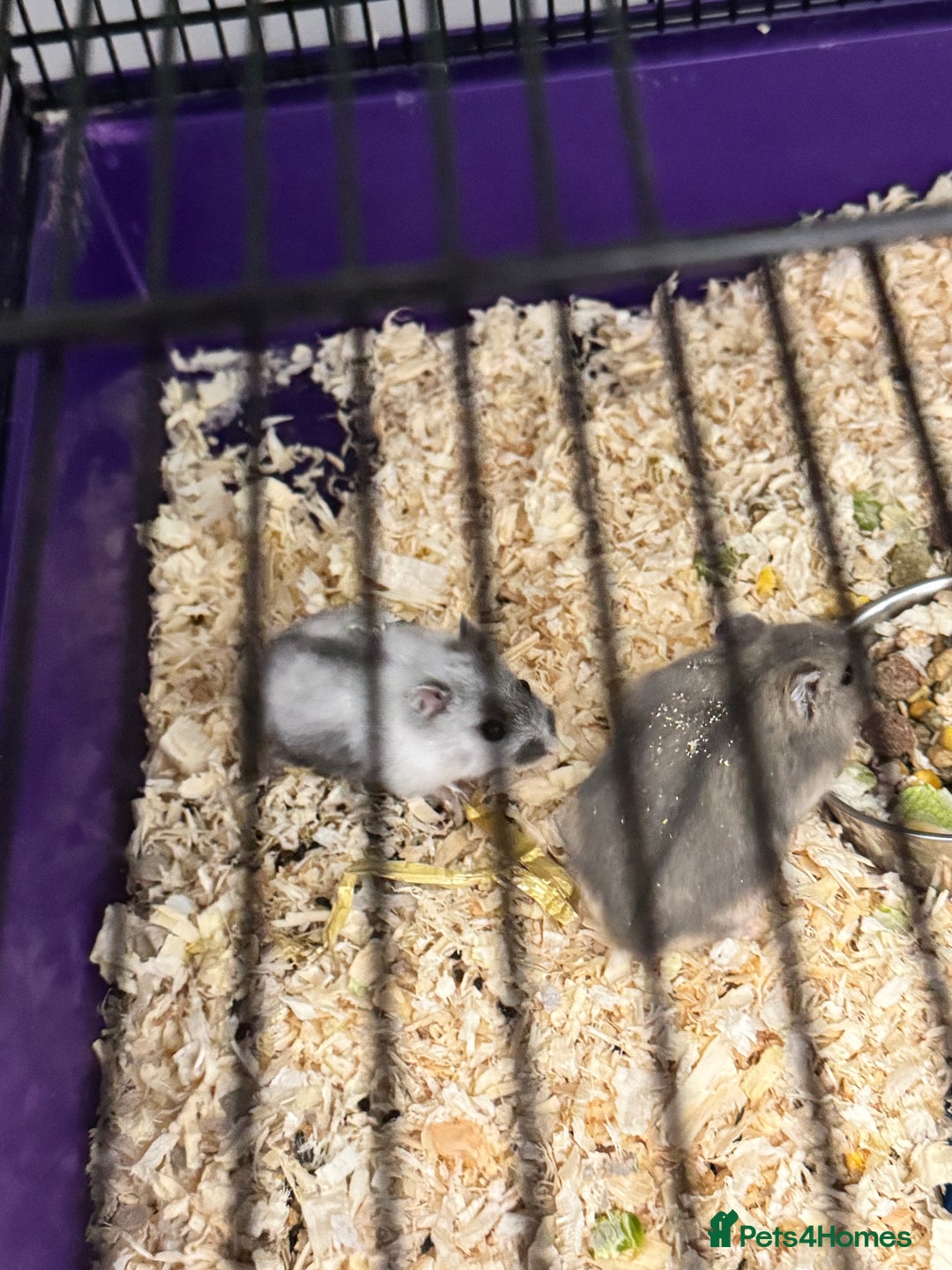 Hamster rodents for sale: Hamsters - Advert 4