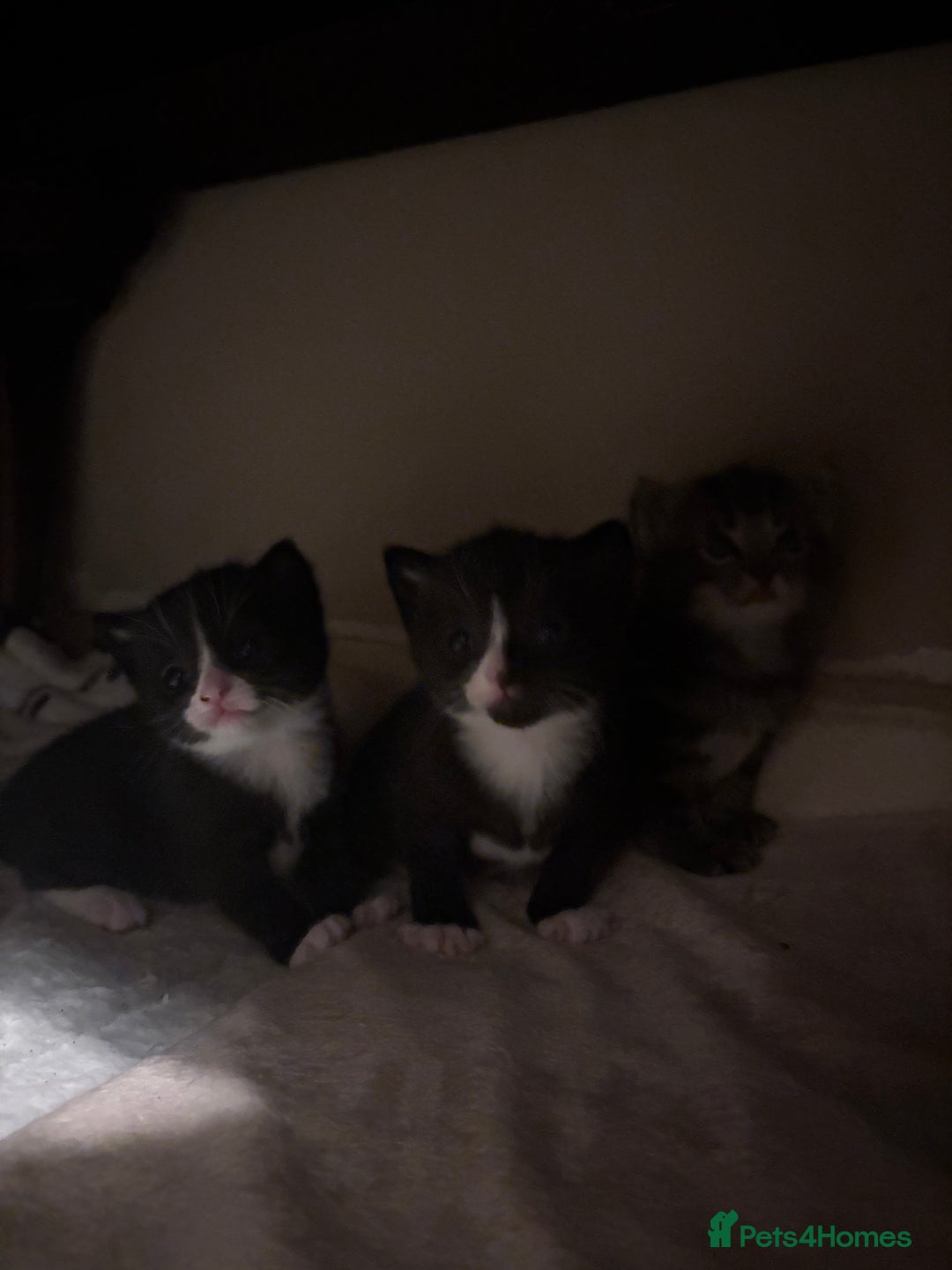 Domestic Shorthair cats for sale: beautiful kittens looking for their forever home - Image 2