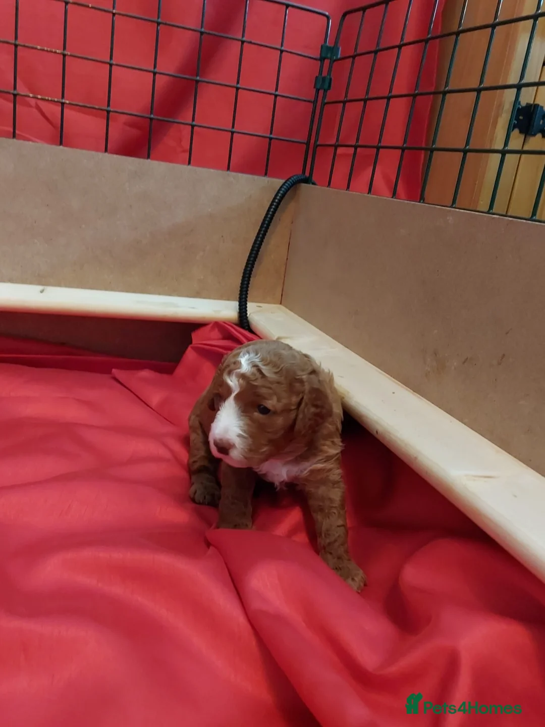 Cockapoo dogs for sale: X3 f1b cockapoo puppies  - Advert 11