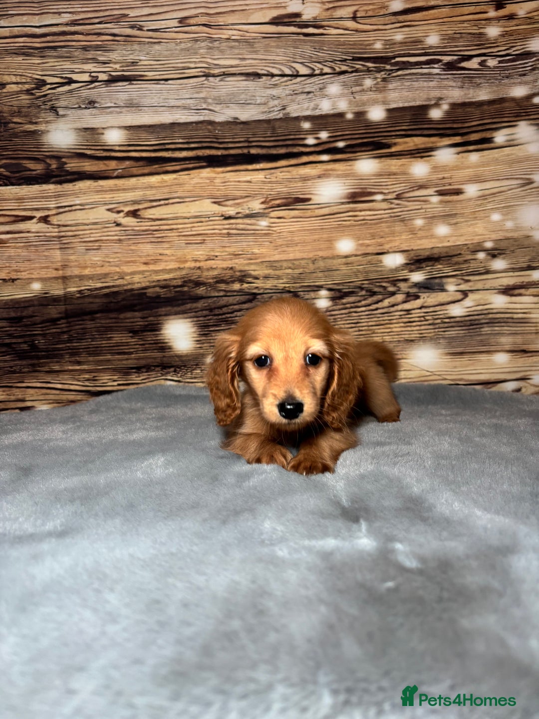 Miniature Dachshund dogs for sale: miniature long coat dachshunds - Advert 24