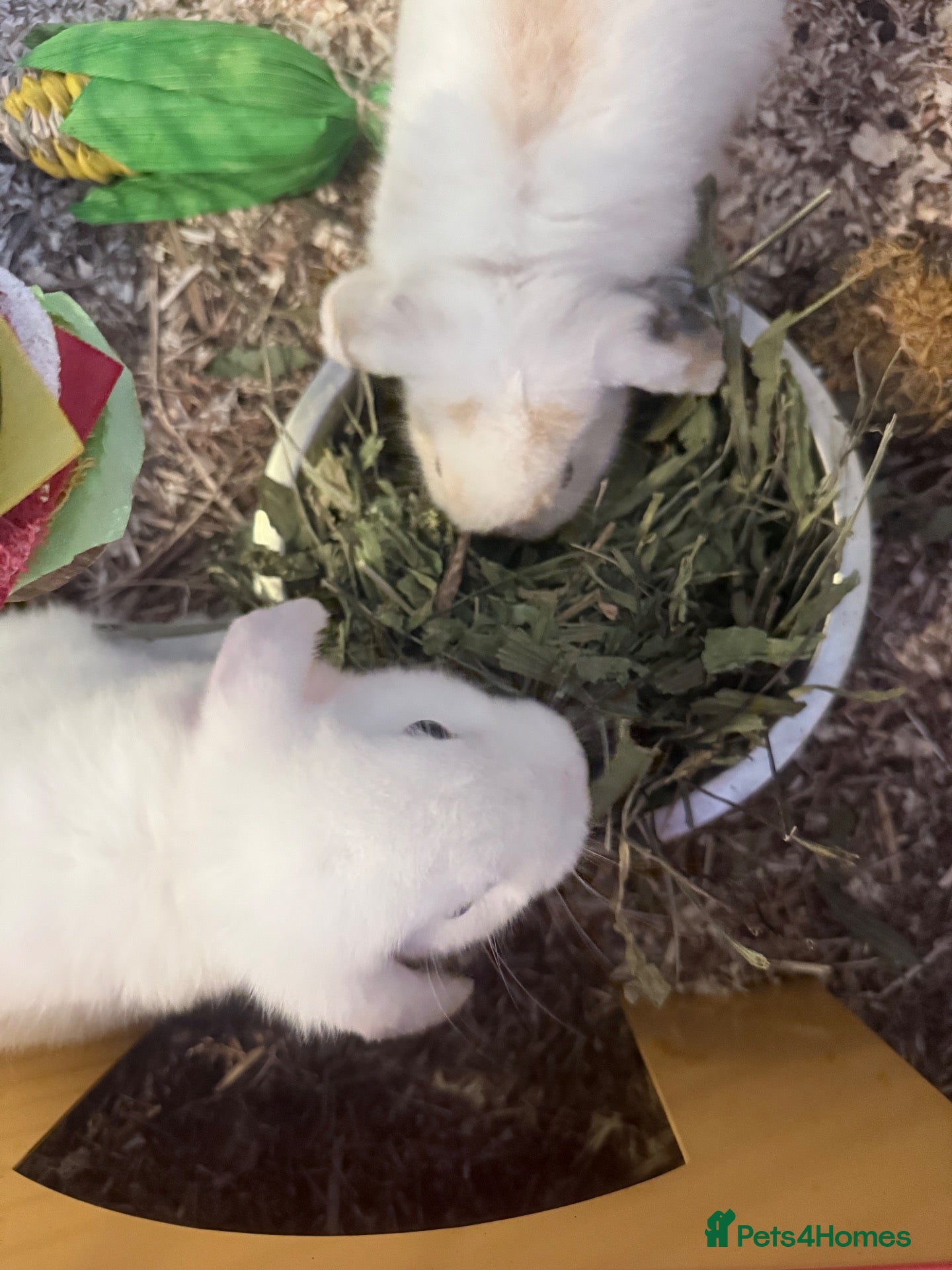 Mini Lop rabbits 2 Male BONDED Mini Lop Rabbits - Advert 2
