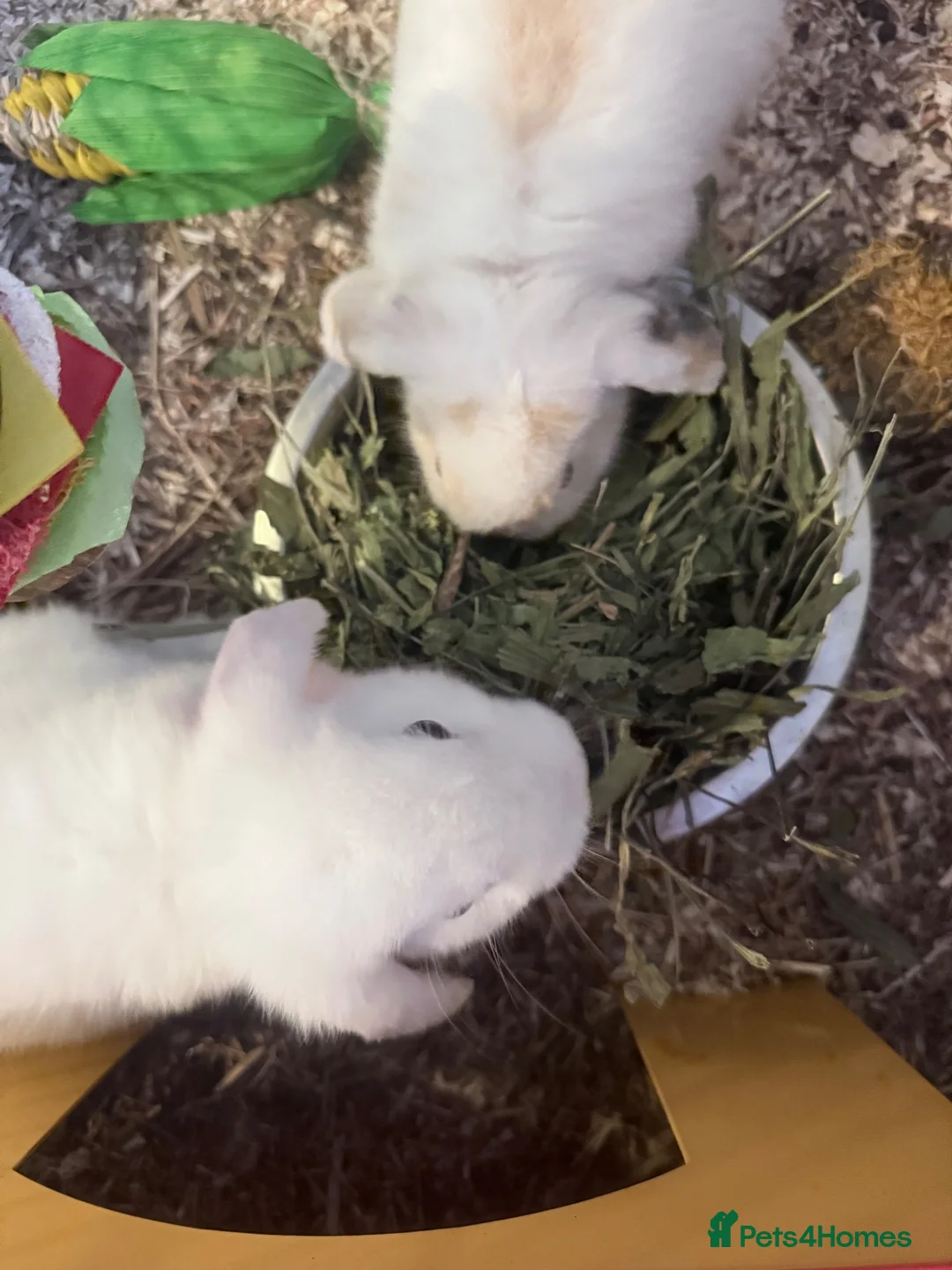 Mini Lop rabbits for sale: 2 Male BONDED Mini Lop Rabbits in Manchester - Advert 2