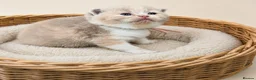 British Shorthair cats for sale: Exceptional quality British Shorthair kittens  - Advert 10