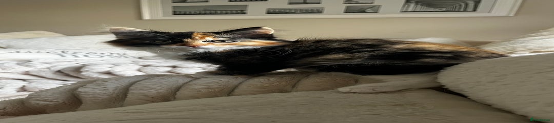 Ragcoon Kitten 4