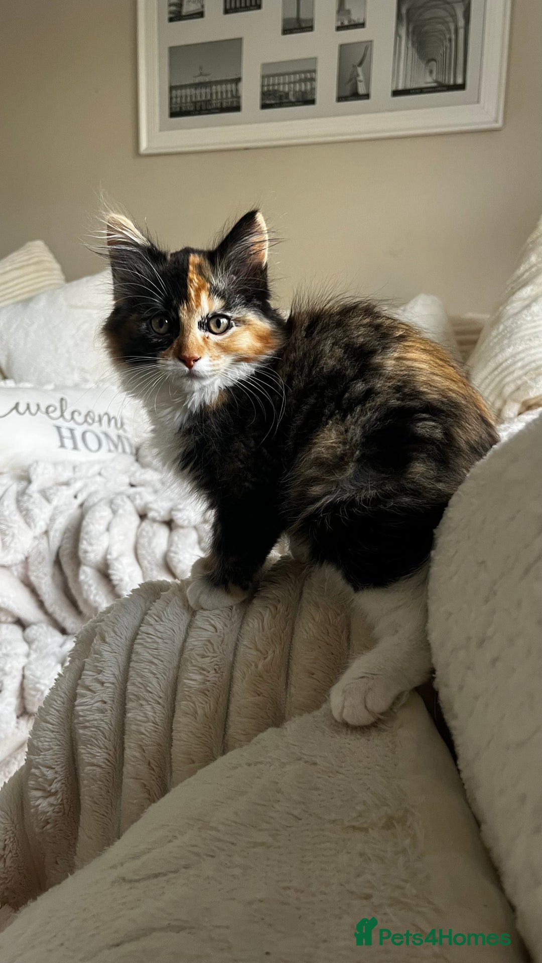 Ragcoon cats for sale: Beautiful ragcoon kittens - Image 19
