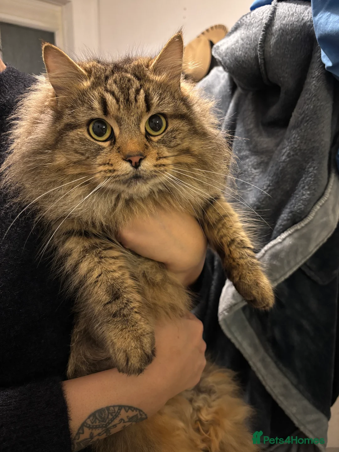 Mixed Breed cats for sale: Beautiful long haired domestic girl  - Advert 1