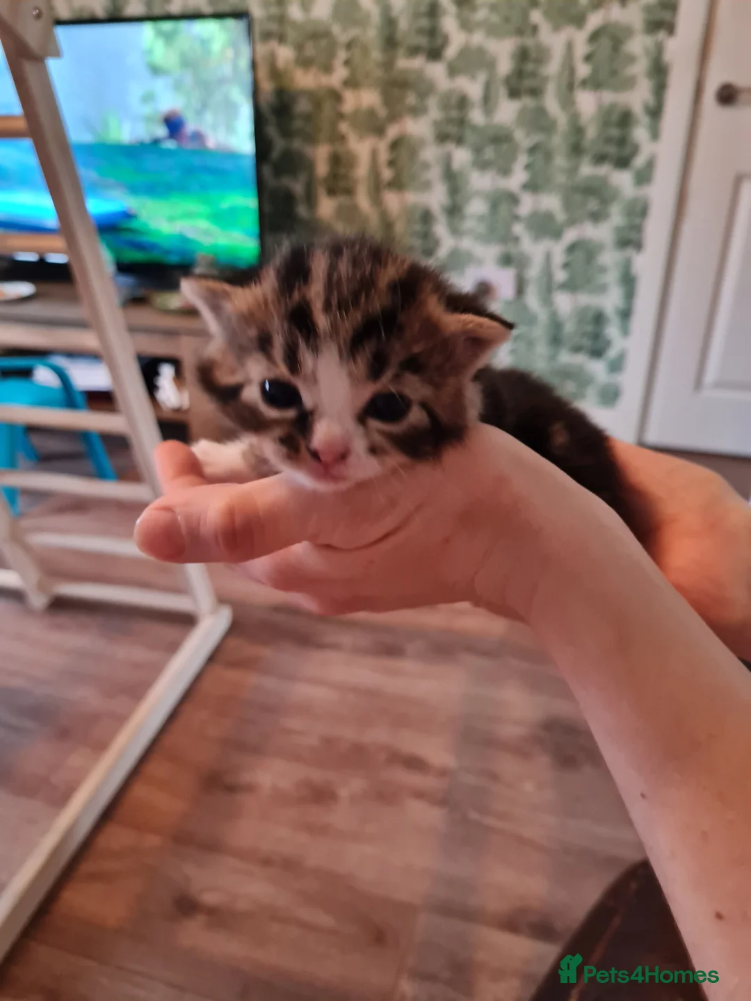 Mixed Breed cats for sale: Fluffy cute chunky kittens! - Advert 9