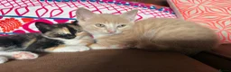 Domestic Shorthair cats for sale: Beautiful kittens raised in a family home - Advert 2