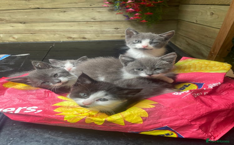 Mixed Breed cats - Advert 14