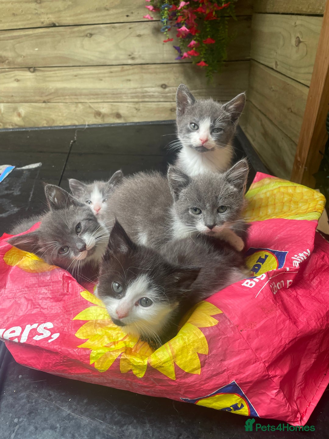 Mixed Breed cats for sale: Grey and white kittens - Image 1