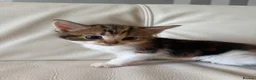 Mixed Breed cats for sale: 4 beautiful kittens  - Advert 20