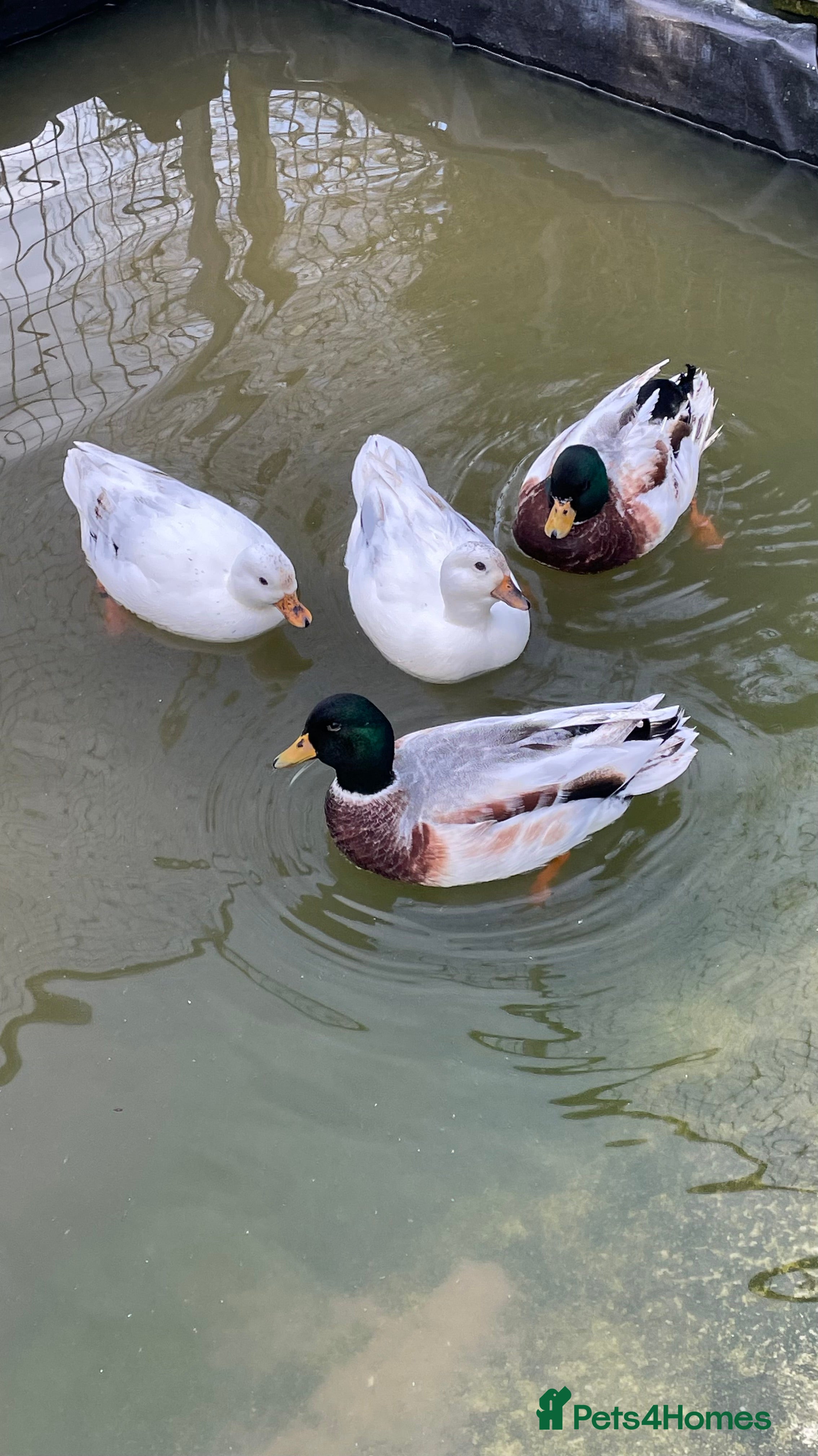 Ducks poultry Call ducks - Advert 1