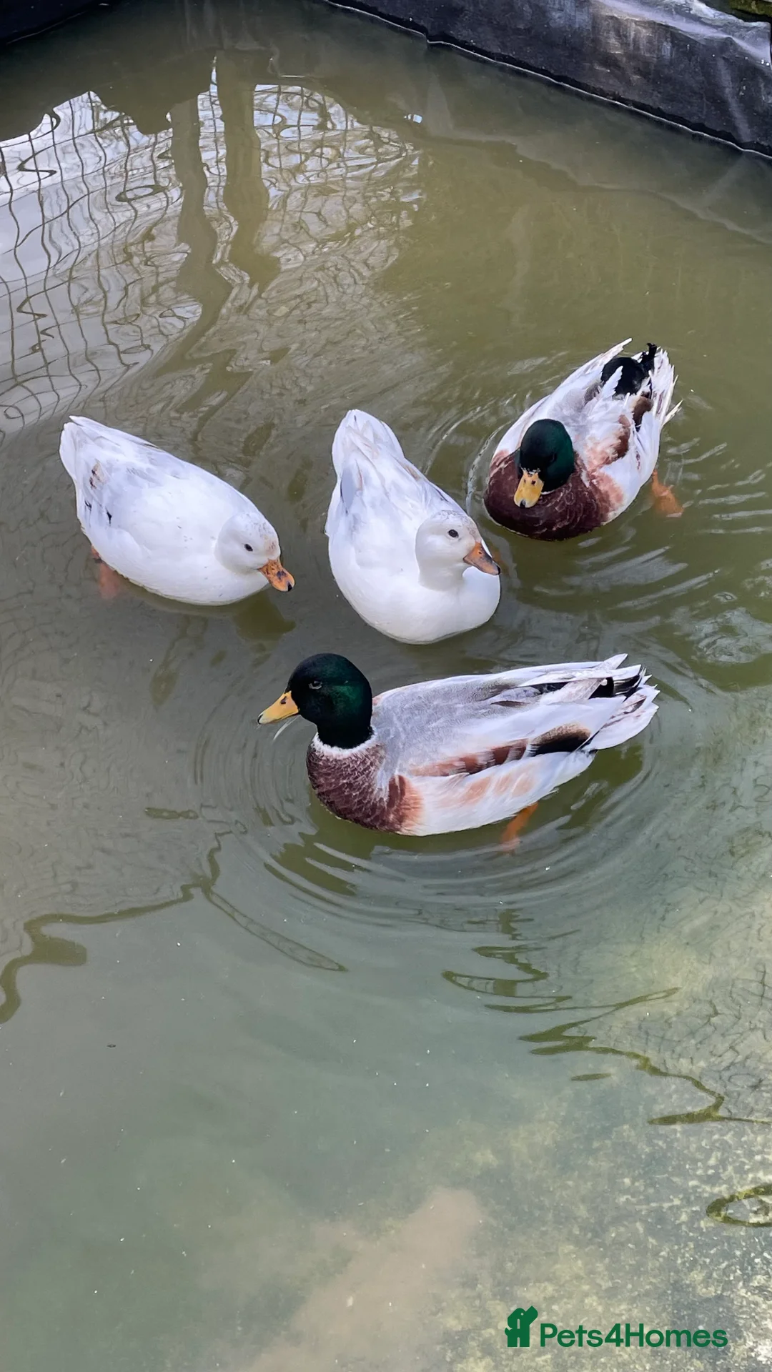 Ducks poultry for sale: Call ducks - Advert 1