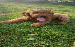 Cockapoo dogs for sale: Cockerpoo  in Carmarthen - Image 2