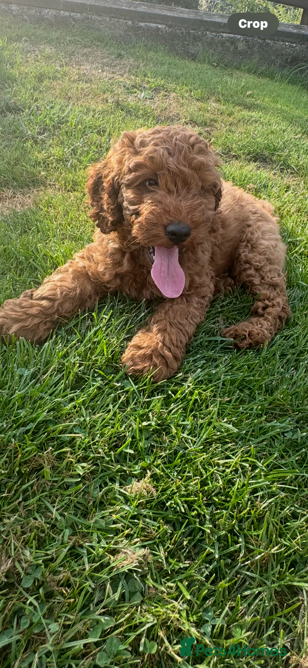 Cockapoo dogs for sale: Cockerpoo  in Carmarthen - Image 2