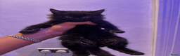Domestic Shorthair cats for sale: Beautiful Black Kittens - Playful, Healthy & Ready in London - Advert 9