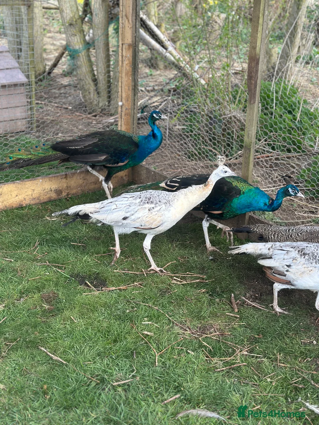 Peafowl poultry for sale: Blue Indian and black shoulder peafowl available  - Advert 6