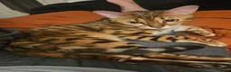 Bengal cats for sale: A very special home wanted for Astrid in Salford - Advert 12