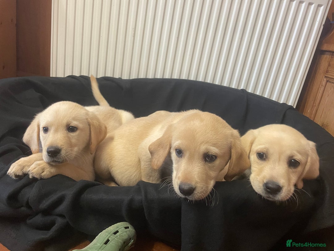 Labrador Retriever dogs for sale: Beautiful Andrex Labrador Puppy’s  - Image 9
