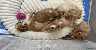 Miniature Poodle dogs - Advert 13