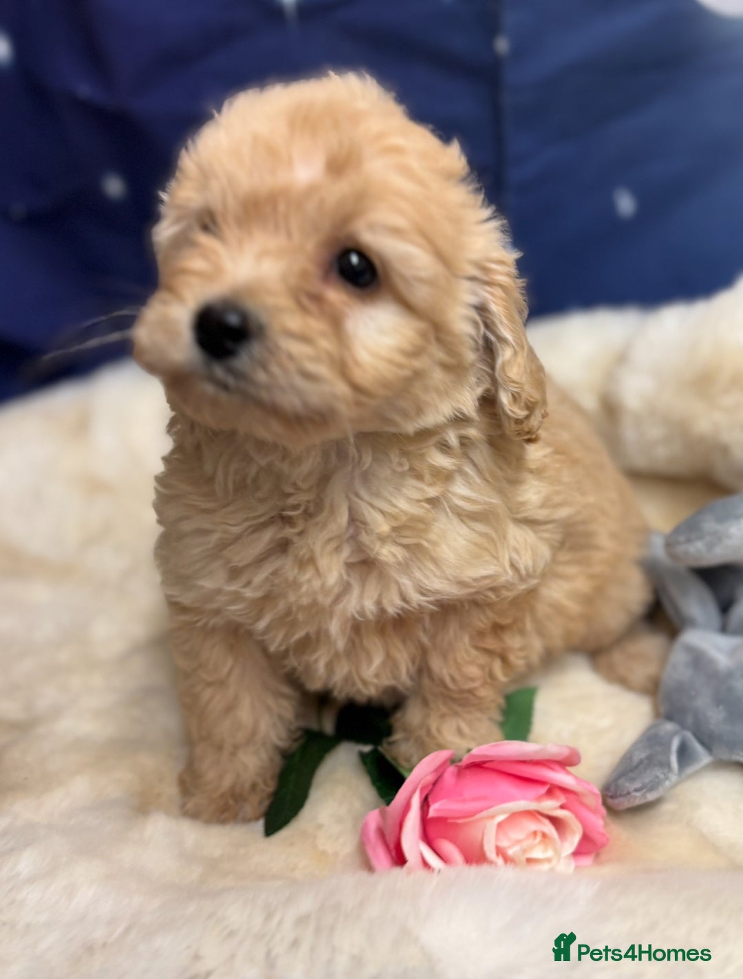 Cockapoo dogs for sale: 🐶 Gorgeous F1 Cockapoo Puppies –  Vet Checked  - Image 5