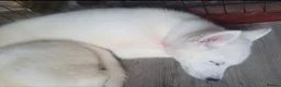 Siberian Husky dogs for sale: White Girl Husky ready to find her forever home - Advert 4