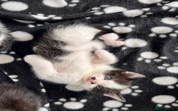 Mixed Breed cats for sale: Mixed Breed Kittens - Image 4