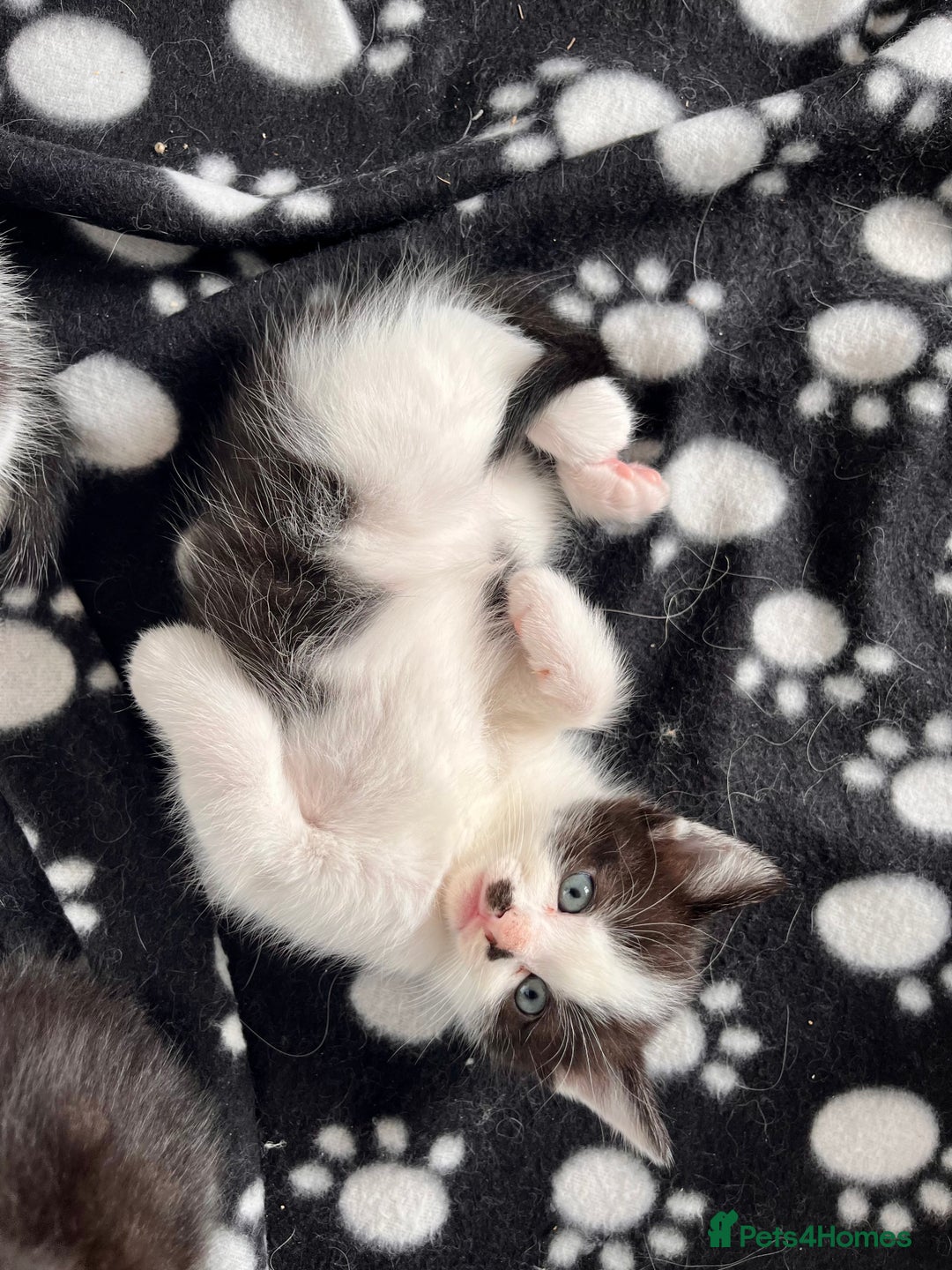 Mixed Breed cats for sale: Mixed Breed Kittens - Image 4