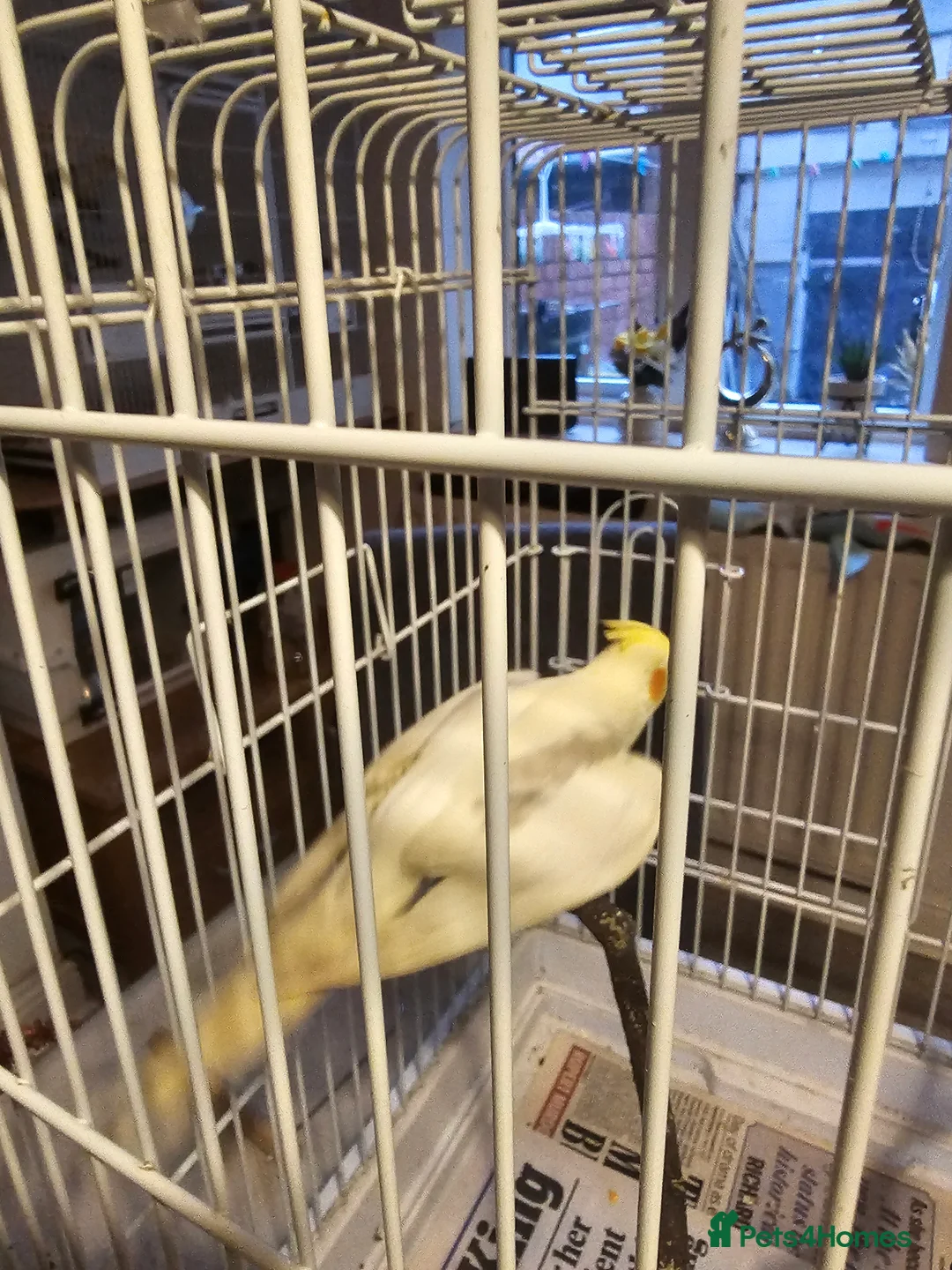 Cockatiels birds for sale: Cockatiel - Advert 8