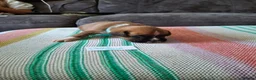 Boxer dogs for sale: Stunning Boxer Puppies in Cannock - Advert 3