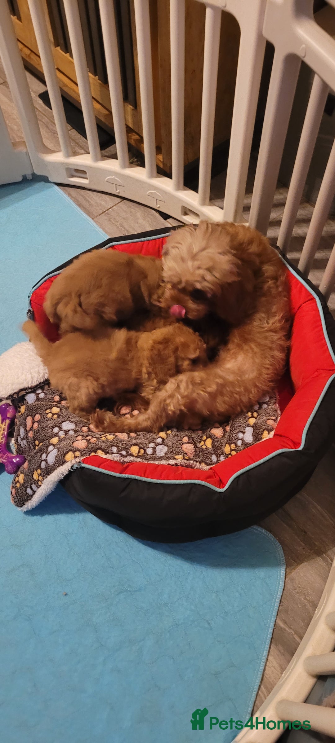 Cavapoo dogs for sale: Cavapoo Puppies - Advert 5