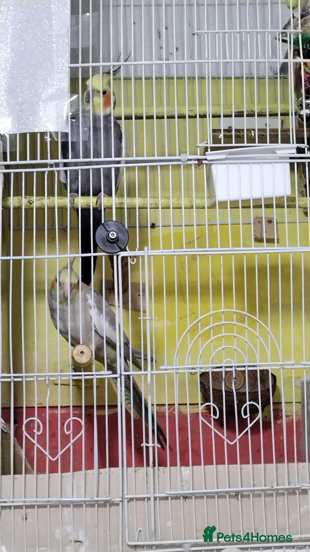 Cockatiels birds Cokatil - Advert 13