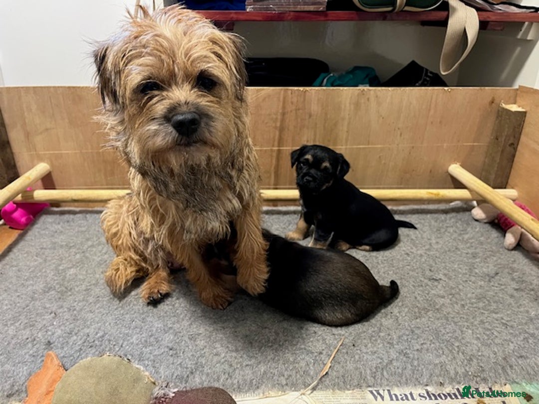 Border Terrier dogs for sale: 2 Beautiful Border Terrier Bitches - NOW RESERVED - Advert 3