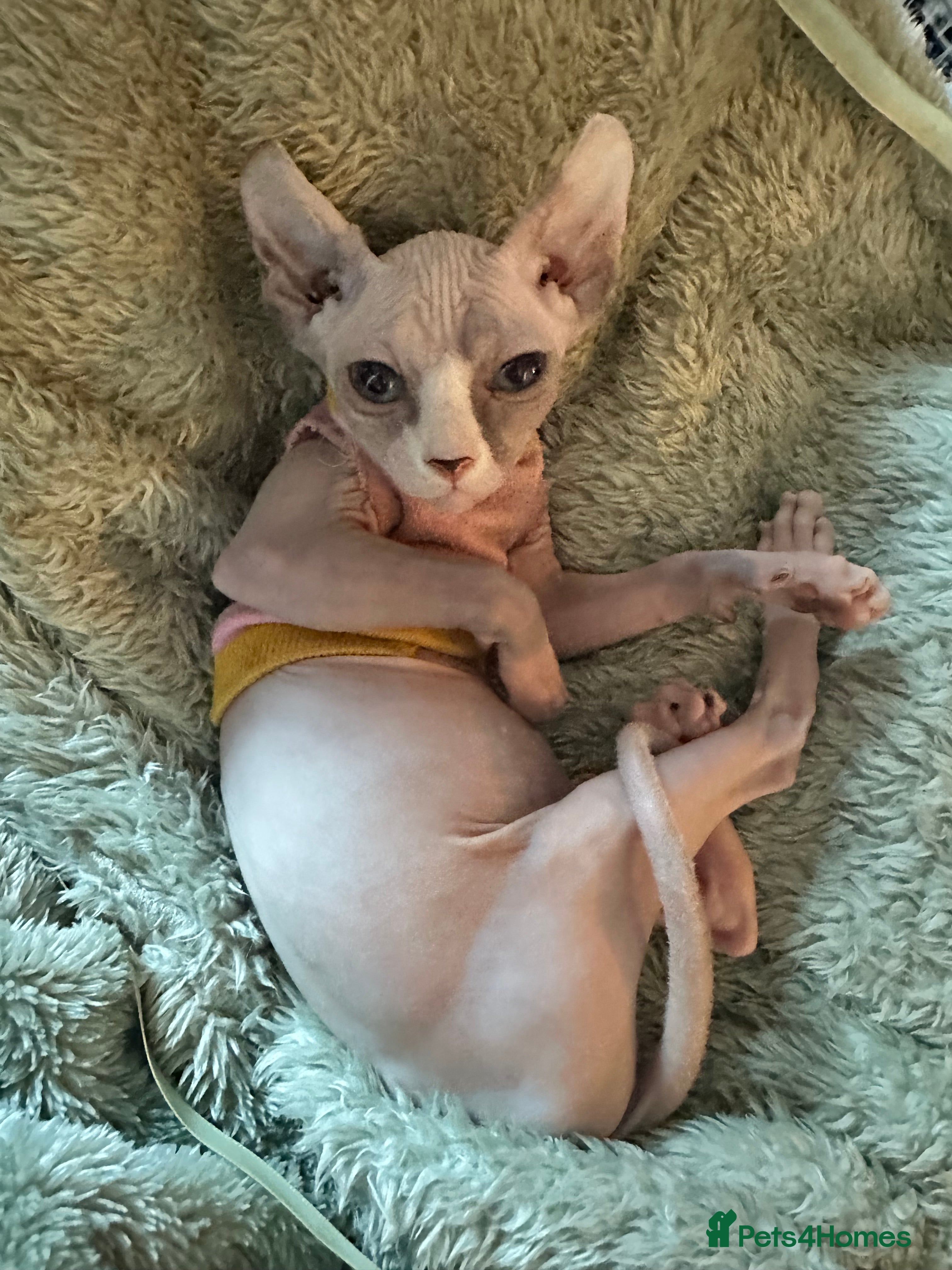 Sphynx cats 2 beautiful girls left✨ price lowered - Advert 14