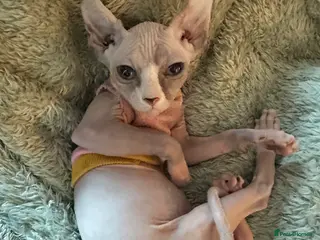 Sphynx cats 2 beautiful girls left✨ price lowered - Advert 14