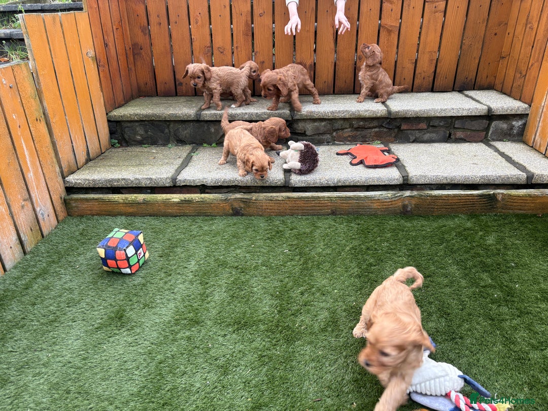 Cavapoo dogs for sale: Stunning litter of F1 Cavapoo pups - Advert 10