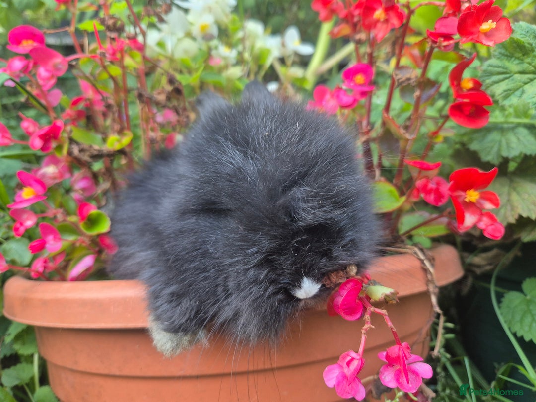 Angora rabbits for sale: The cutest black beauties 🖤 - Image 7